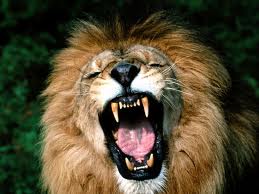dangerous lion images
Dangerous lions | Encyclopedia of wild dangerous Animals dangerous lion images
Dangerous lions | Encyclopedia of wild dangerous Animals
